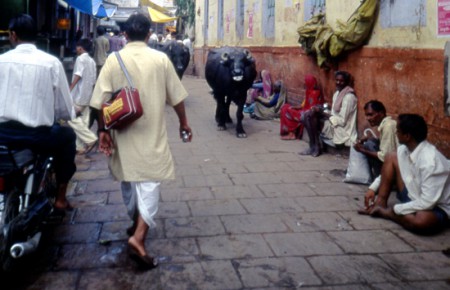 buoi in un vicolo di Varanasi