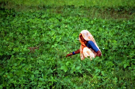 raccoglitrice... India on the road