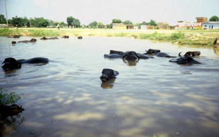 buoi d'acqua... India on the road