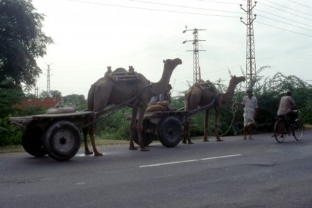 cammelli ...India on the road