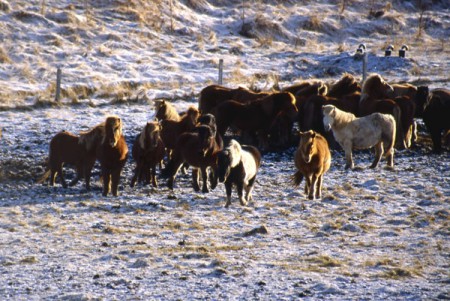 i caratteristici cavalli islandesi