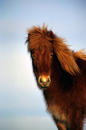 i caratteristici cavalli islandesi