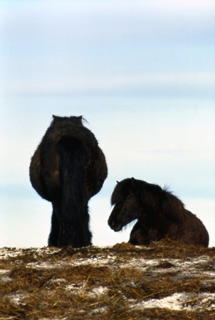 i caratteristici cavalli islandesi