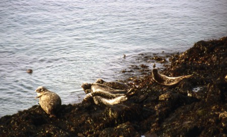 Indisvik - colonia di foche