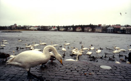 Tjörnin il lago di Reykjavik
