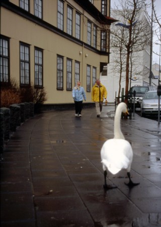 curiosi incontri nel centro di Reykjavik