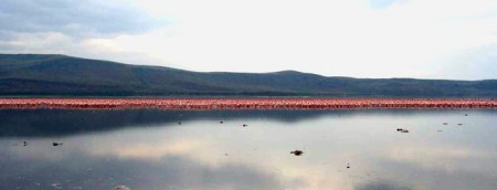 Lake Nakuru National Park - fenicotteri rosa