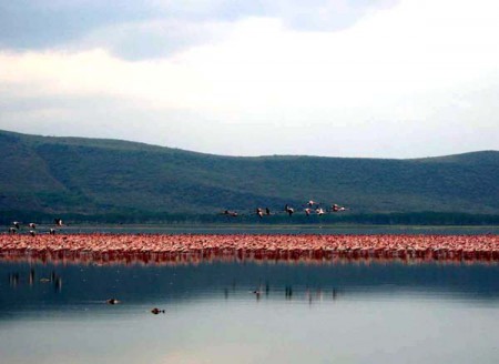 Lake Nakuru National Park - fenicotteri rosa