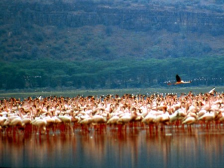 Lake Nakuru National Park - fenicotteri rosa