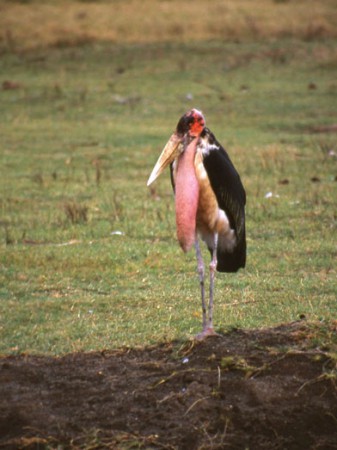 Lake Nakuru National Park - marabù