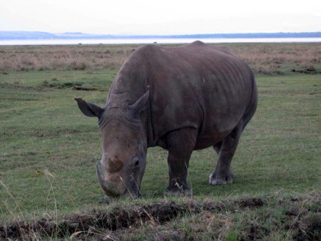 Lake Nakuru National Park - rinoceronte