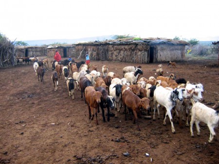 gregge di pecore - villaggio masai