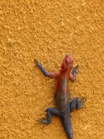 agama sulla parete di una capanna