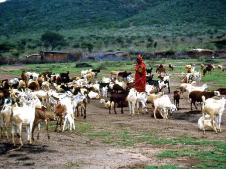 pastore masai con gregge