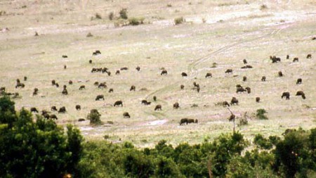 Masai Mara Reserve - mandria di bufali