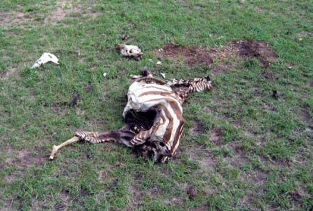 Masai Mara Reserve - carcassa di zebra
