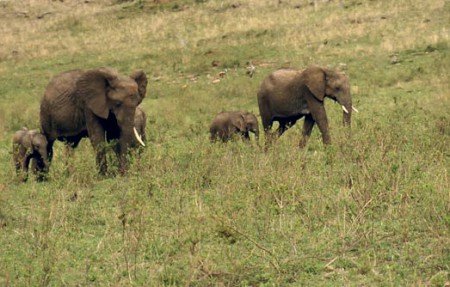 Masai Mara Reserve - elefanti