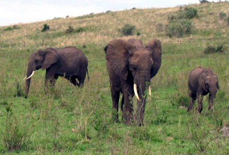 Masai Mara Reserve - elefanti