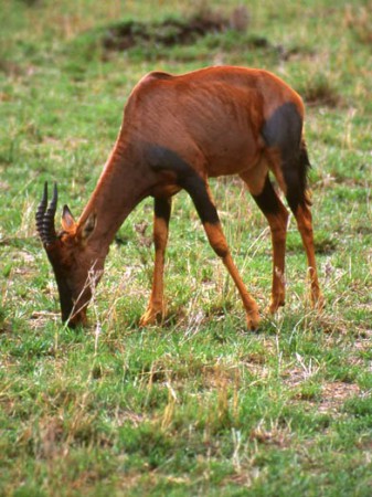 Masai Mara Reserve - antilope topi