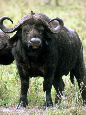 Masai Mara Reserve - bufalo