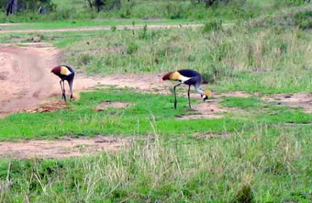 Masai Mara Reserve - coppia di gru coronate