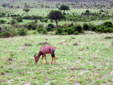 Masai Mara Reserve - antilope topi