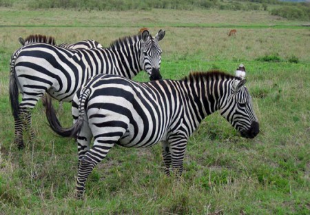 Masai Mara Reserve - zebre