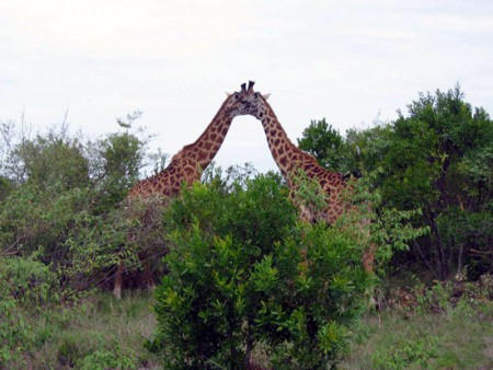 Masai Mara Reserve - giraffe