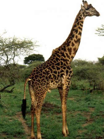 Masai Mara Reserve - giraffa