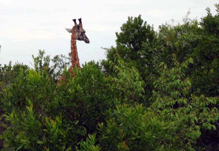 Masai Mara Reserve - giraffa