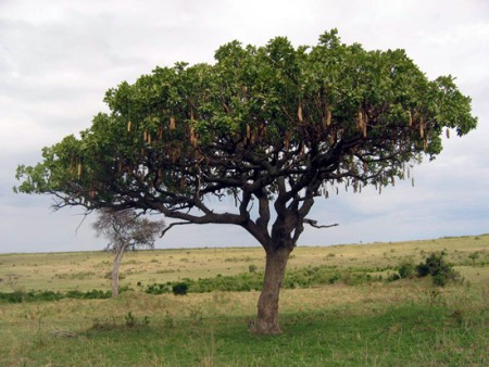 Masai Mara Reserve - albero