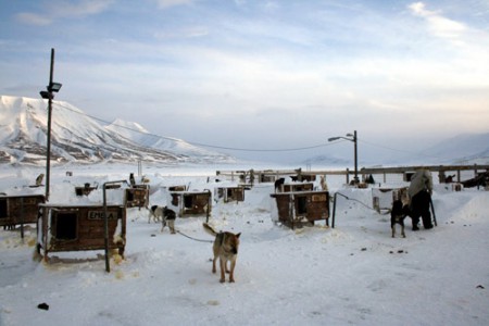 Svalbard - recinto dei cani da slitta