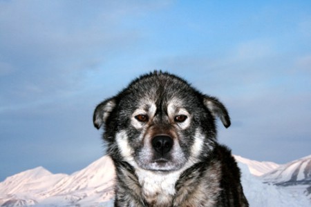 Svalbard - cane da slitta