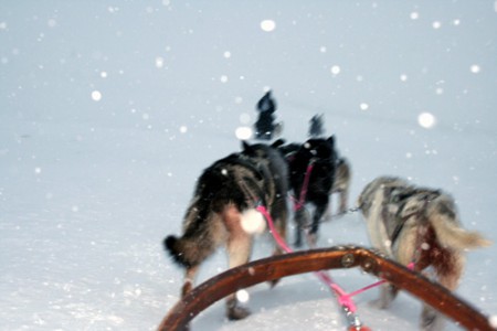 Svalbard - tour con slitta trainata da cani
