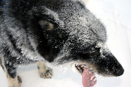 Svalbard - cane da slitta