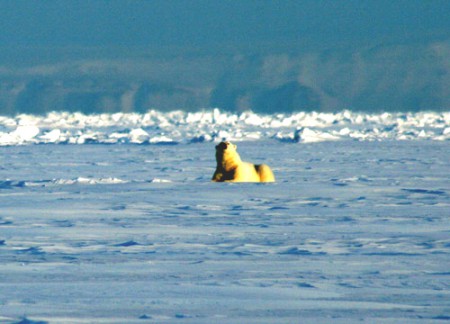 Svalbard - avvistamento di un orso bianco