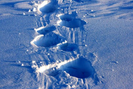 Svalbard - impronte di un orso