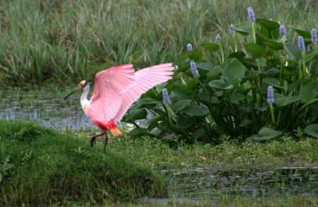 uccello dai smaglianti colori