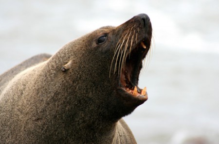 Cabo Polonio - otaria