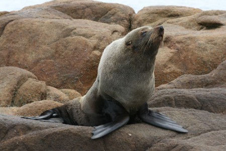 Cabo Polonio - otaria