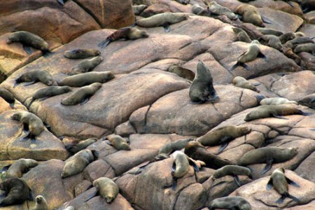 Cabo Polonio - otarie