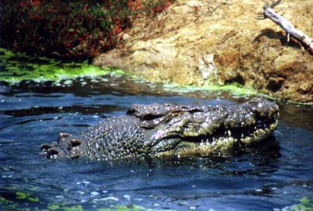 Koorana Crocodile Farm