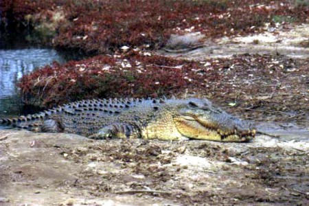 Koorana Crocodile Farm