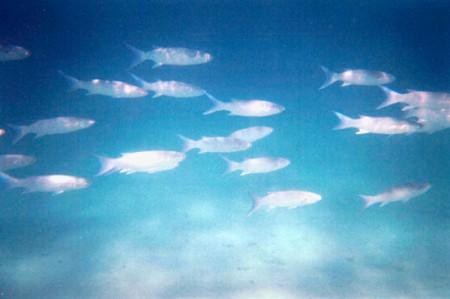 snorkeling presso l'atollo di Giravaru - Maldive