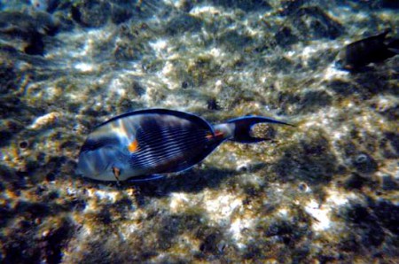 snorkeling presso l'atollo di Giravaru - Maldive