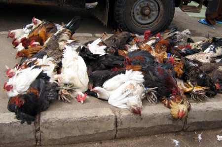 Musona mercato - bancarella di polli