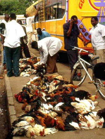 Musona mercato - bancarelle di polli