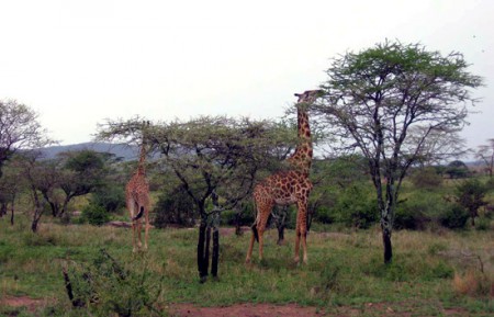 Serengeti National Park - Western Corridor - giraffe