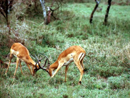 Serengeti National Park - antilopi impala