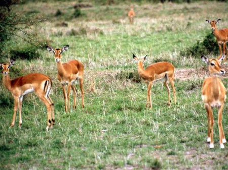 Serengeti National Park - antilopi impala